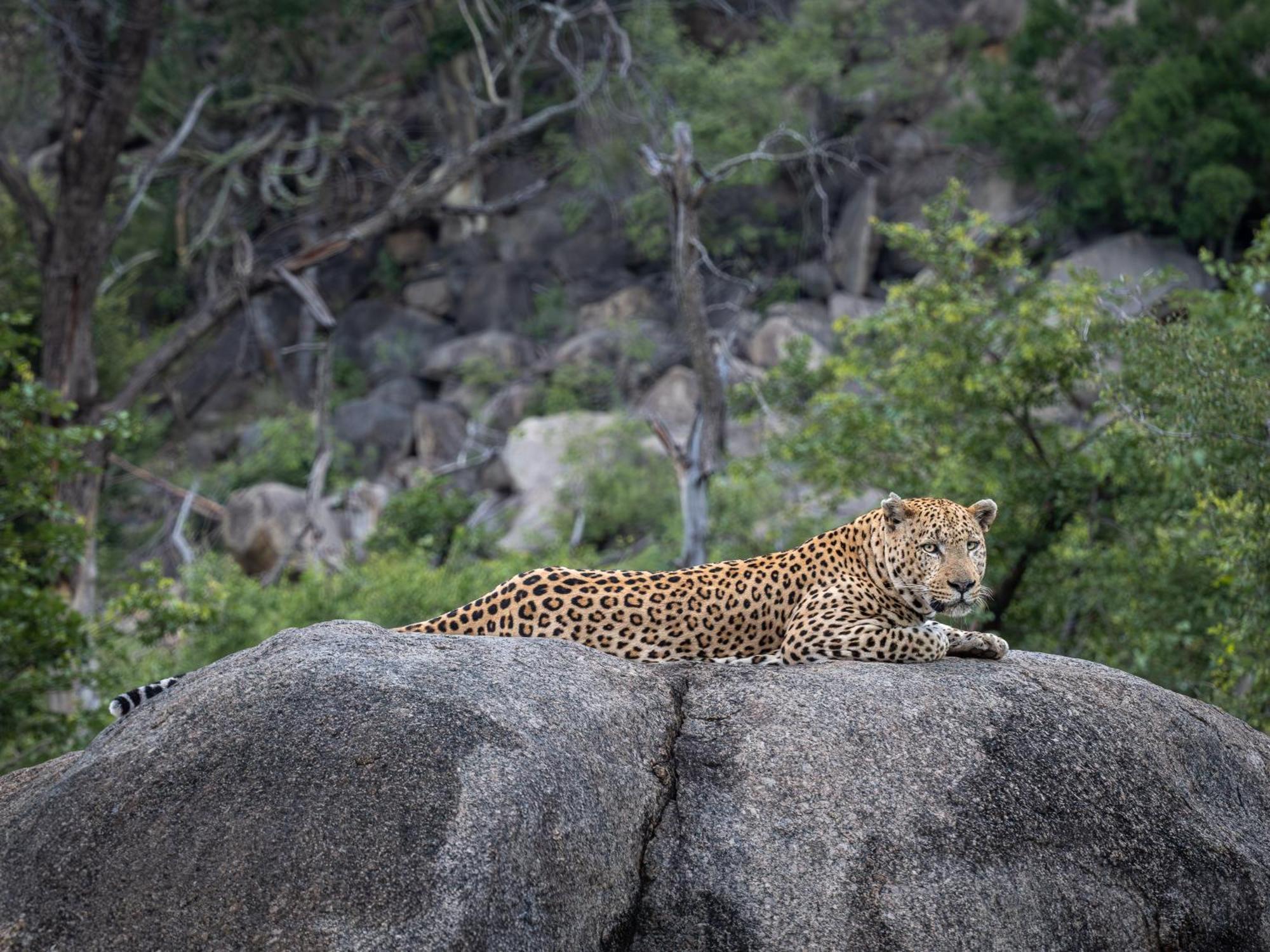 Nyati Safari Lodge Hoedspruit Eksteriør bilde