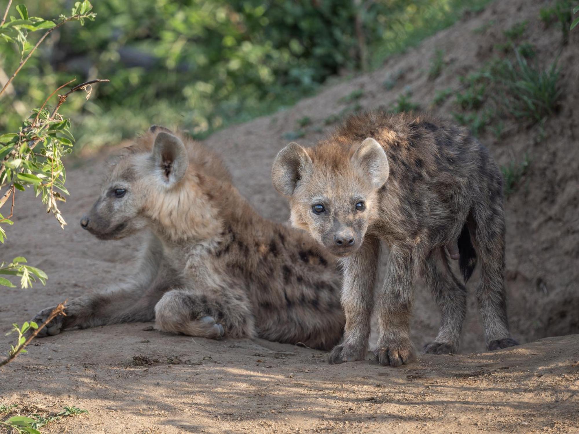 Nyati Safari Lodge Hoedspruit Eksteriør bilde