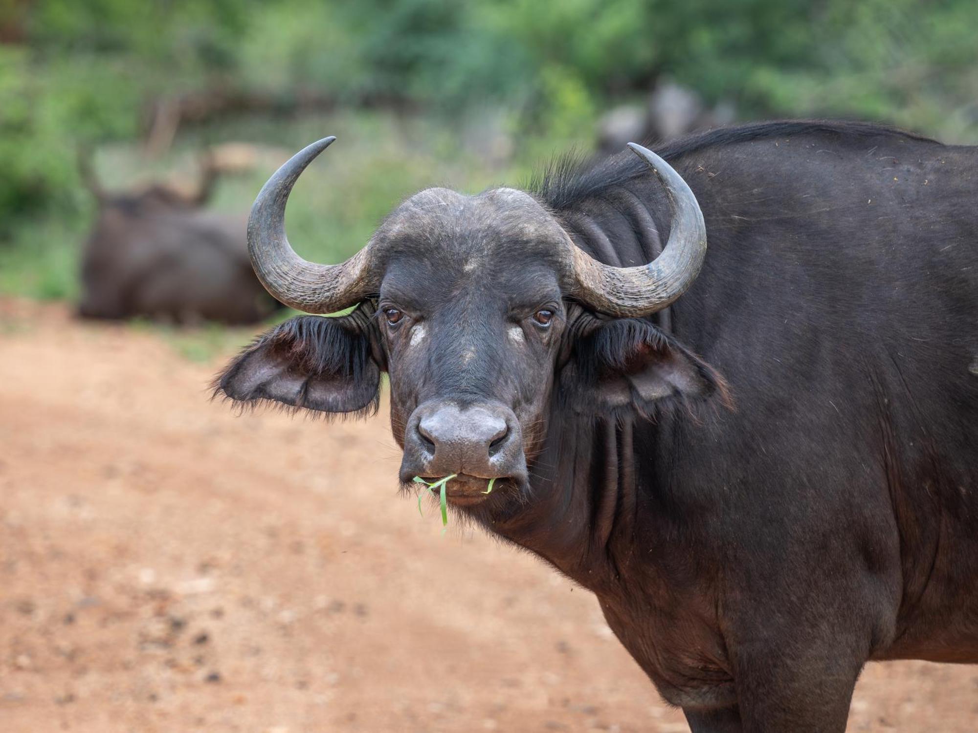 Nyati Safari Lodge Hoedspruit Eksteriør bilde